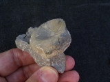 Cymbospondylus Wirbel, Muschelkalk