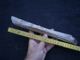 Cro Magnon Femurknochen