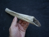 Cro Magnon Femurknochen