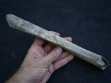 Cro Magnon Femurknochen
