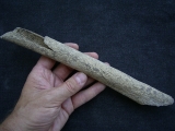 Cro Magnon Femurknochen