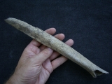 Cro Magnon Femurknochen