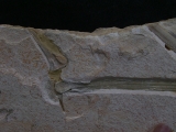 Flugsaurier Flügel Rhamphorhynchus