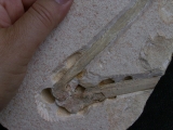 Flugsaurier Flügel Rhamphorhynchus