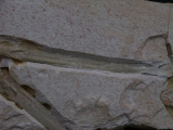 Flugsaurier Flügel Rhamphorhynchus