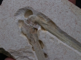 Flugsaurier Flügel Rhamphorhynchus
