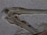 Flugsaurier Flügel Rhamphorhynchus