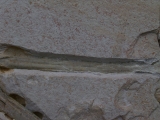 Flugsaurier Flügel Rhamphorhynchus