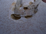 Flugsaurier Flügel Rhamphorhynchus