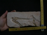 Flugsaurier Flügel Rhamphorhynchus