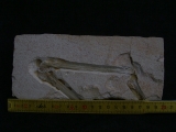 Flugsaurier Flügel Rhamphorhynchus