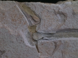 Flugsaurier Flügel Rhamphorhynchus