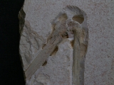 Flugsaurier Flügel Rhamphorhynchus