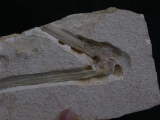 Flugsaurier Flügel Rhamphorhynchus