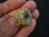 Mixosaurus Wirbel, Unterer Muschelkalk