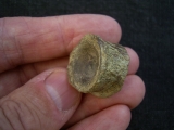 Mixosaurus Wirbel, Unterer Muschelkalk