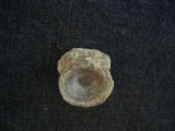 Mixosaurus Wirbel, Unterer Muschelkalk