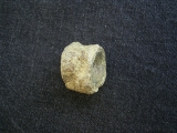Mixosaurus Wirbel, Unterer Muschelkalk