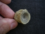 Mixosaurus Wirbel, Unterer Muschelkalk
