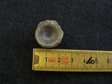 Mixosaurus Wirbel, Unterer Muschelkalk