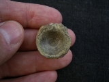 Mixosaurus Wirbel, Unterer Muschelkalk