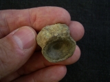 Mixosaurus Wirbel, Unterer Muschelkalk