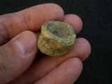 Mixosaurus Wirbel, Unterer Muschelkalk