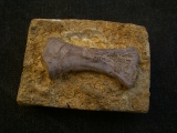 Placodus Metatarsale