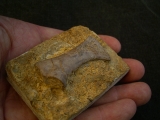 Placodus Metatarsale