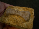 Placodus Metatarsale