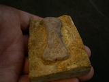Placodus Metatarsale