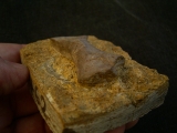 Placodus Metatarsale