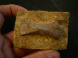 Placodus Metatarsale