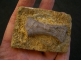 Placodus Metatarsale