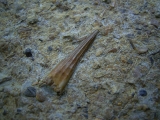 Tanystropheus Zahn und mehr
