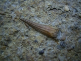 Tanystropheus Zahn und mehr