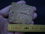 Tanystropheus Zahn und mehr