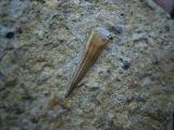Tanystropheus Zahn und mehr