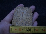 Tanystropheus Zahn und mehr