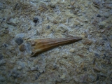 Tanystropheus Zahn und mehr