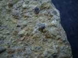 Tanystropheus Zahn und mehr