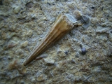 Tanystropheus Zahn und mehr