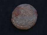 Hadrosaurus Ei