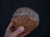 Hadrosaurus Ei