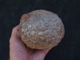 Hadrosaurus Ei