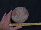 Hadrosaurus Ei