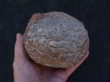 Hadrosaurus Ei