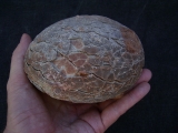 Hadrosaurus Ei
