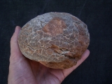 Hadrosaurus Ei