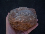 Hadrosaurus Ei